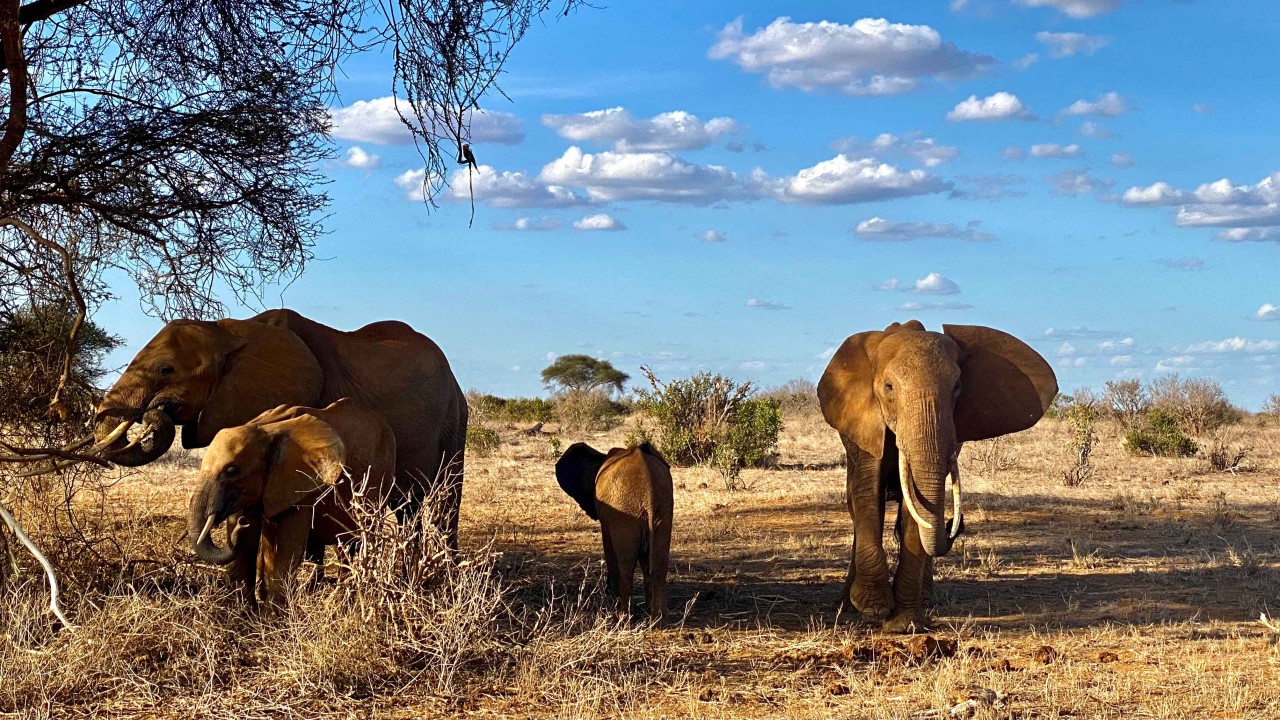 Safari w Kenii: Tsavo West & Wielka Piątka Afryki